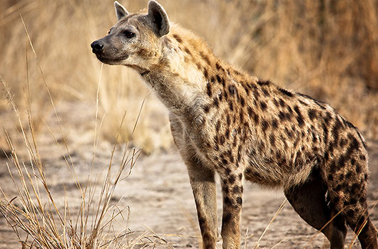 Hyene