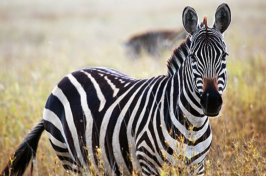 zebre