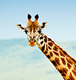 Girafe