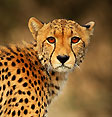 Guepard