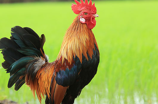 Coq