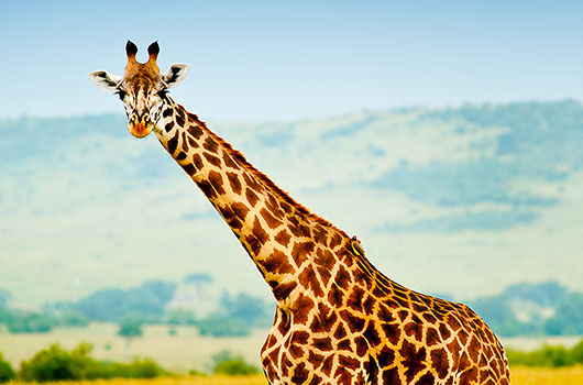 Girafe