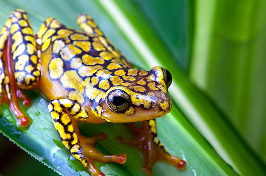 Grenouille arlequin