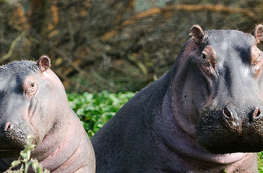 Hippopotame