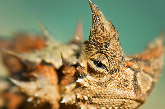  Diable cornu (Moloch horridus) Moloch