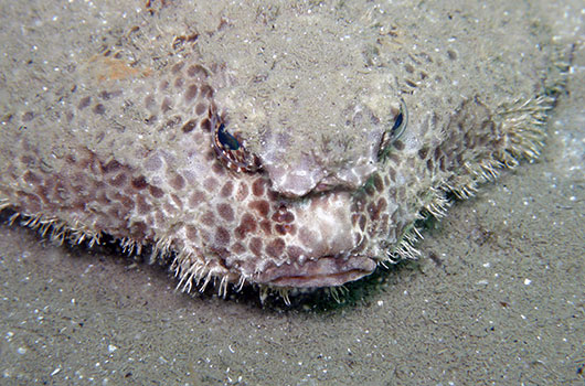 Poisson Chauve Souris