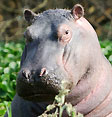 Hippopotame