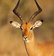 Impala