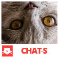 Chats