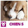 Chiens