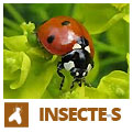 Insectes