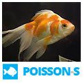 Poissons