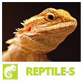 Reptiles